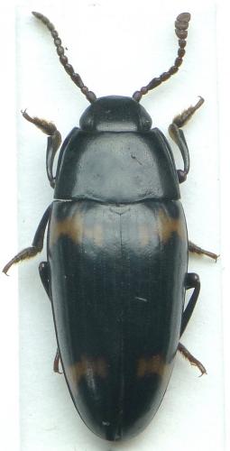 Megalodacne sp.