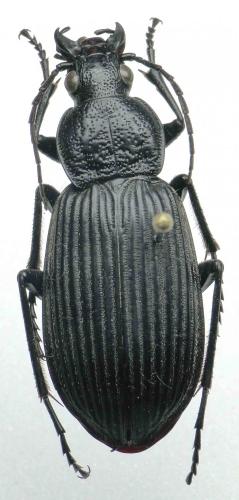 Chlaenius variolosus