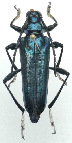 Réf. 97 236 : Mecosaspis fuscoaenea
