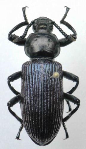 Pycnocerus sulcatus