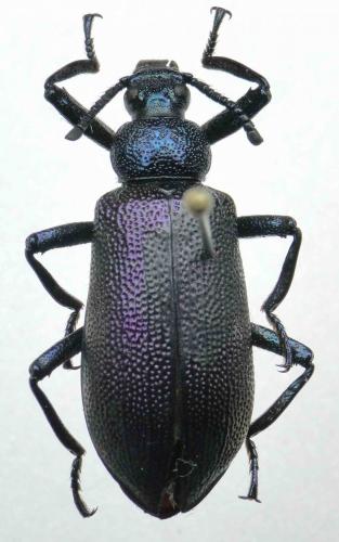Metallonotus speciosus