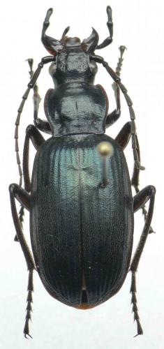 Parachlaenius sp.