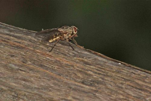 Phaonia sp.