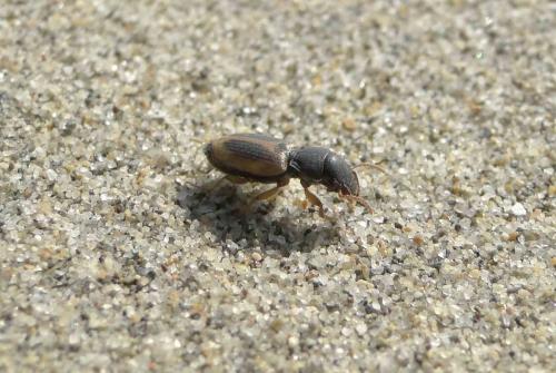 Daptus vittatus