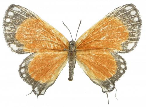 Réf. 97 879 : Pseudaletis agrippina