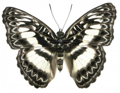 Réf. 97 917 : Euptera zowa