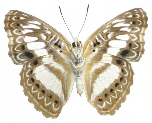 Euptera zowa
