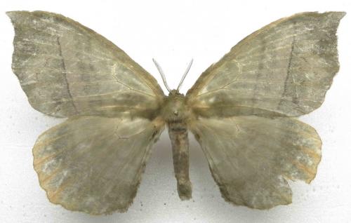 Gracilanja sp.
