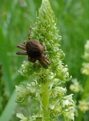 Xysticus sp.