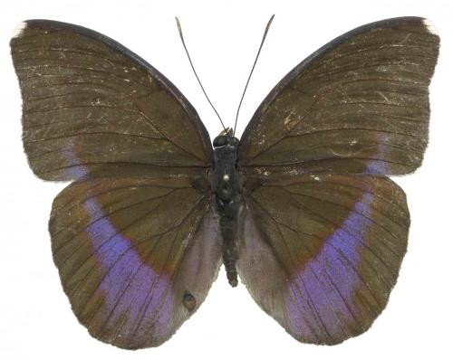 Réf. 97 923 : Euphaedra harpalyce