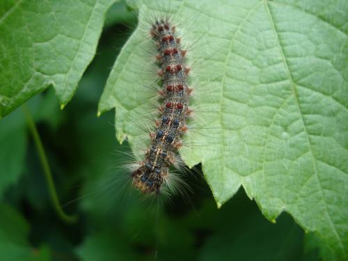 Lymantria dispar