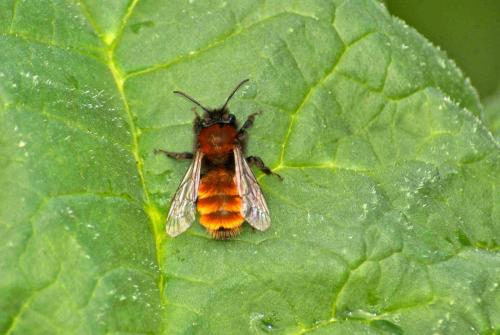 Andrena fulva