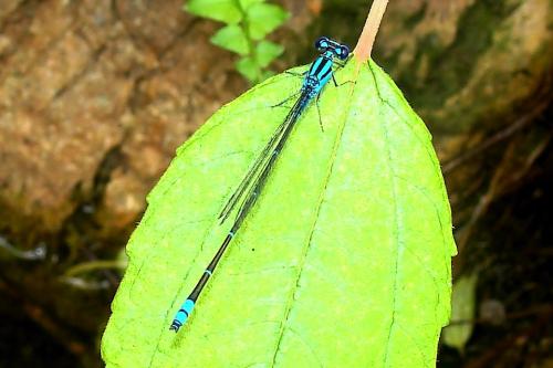 Pseudagrion microcephalum