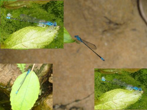 Réf. 97 104 : Pseudagrion microcephalum