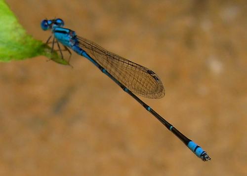 Réf. 97 135 : Pseudagrion microcephalum