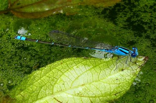 Réf. 97 137 : Pseudagrion microcephalum