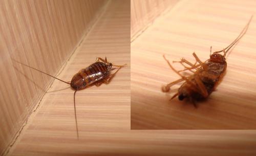 Periplaneta americana