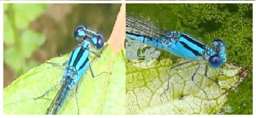 Pseudagrion microcephalum