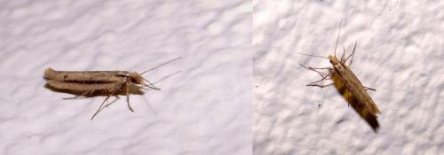 Ypsolopha ustella
