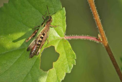 Réf. 97 058 : Omocestus rufipes