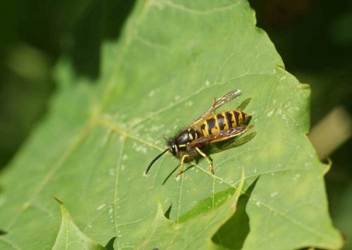 Réf. 97 088 : Vespula sp.