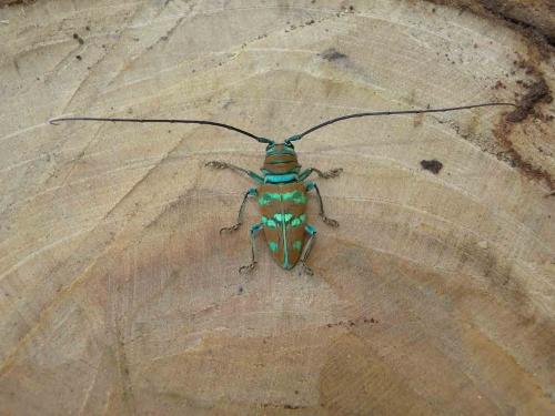 Sternotomis pulchra