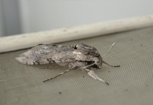 Agrius convolvuli