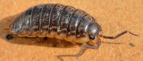 Porcellio gallicus