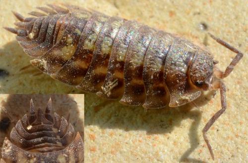 Réf. 97 828 : Oniscus asellus