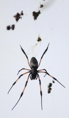 Réf. 97 249 : Trichonephila inaurata