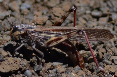 Réf. 97 070 : Locusta migratoria