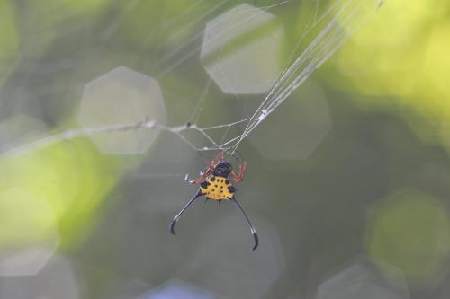 Réf. 97 972 : Gasteracantha sp.