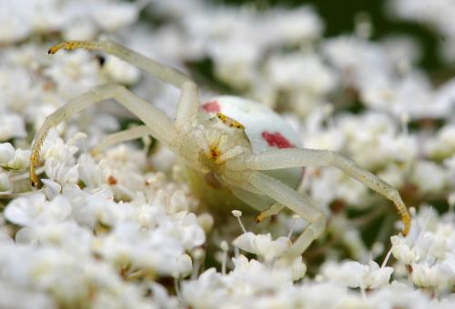 Misumena vatia