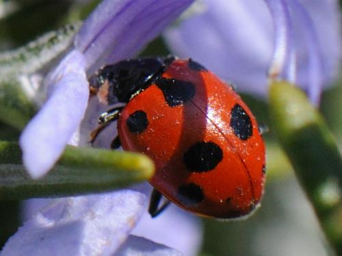 Ceratomegilla undecimnotata