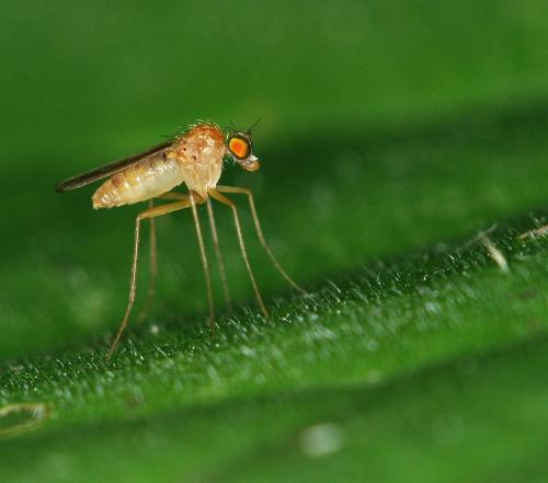 Xanthochlorus sp.