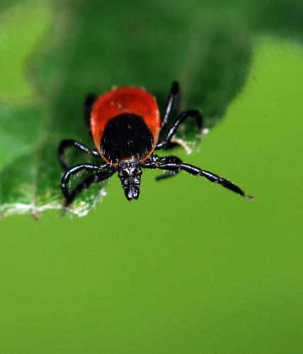 Réf. 97 914 : Ixodes sp.