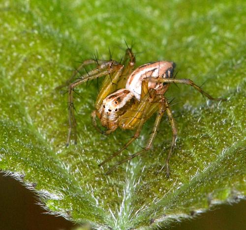 Réf. 97 833 : Oxyopes lineatus