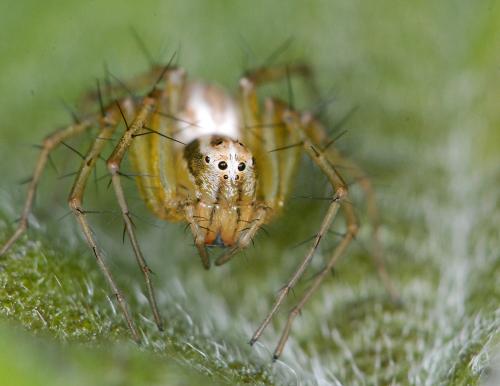 Réf. 97 834 : Oxyopes lineatus