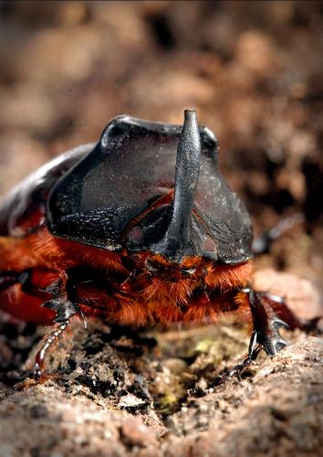 Oryctes nasicornis