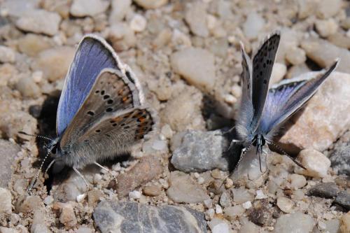 Réf. 97 342 : Plebejus idas