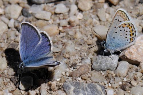Réf. 97 343 : Plebejus idas