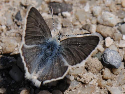 Plebejus glandon