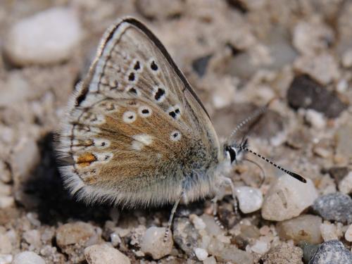 Plebejus glandon