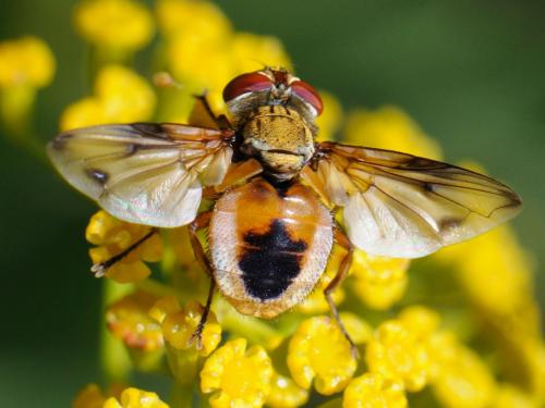 Ectophasia leucoptera