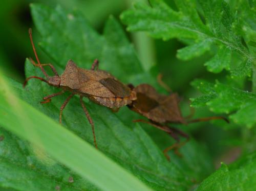 Coreus marginatus