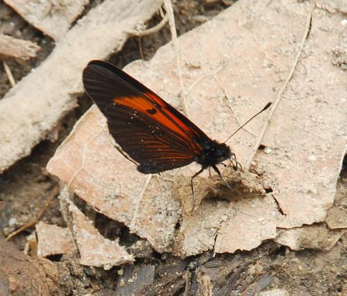 Actinote dicaeus