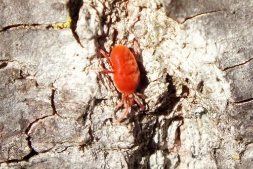 Réf. 97 496 : Allothrombium sp.