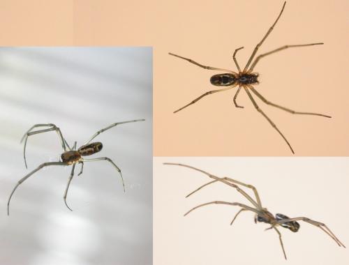 Réf. 97 247 : Trichonephila inaurata