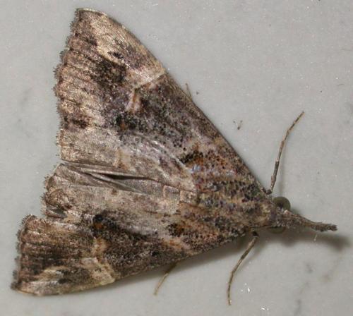 Hypena laceratalis