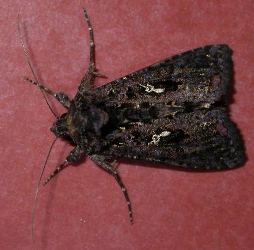 Réf. 97 220 : Ctenoplusia limbirena